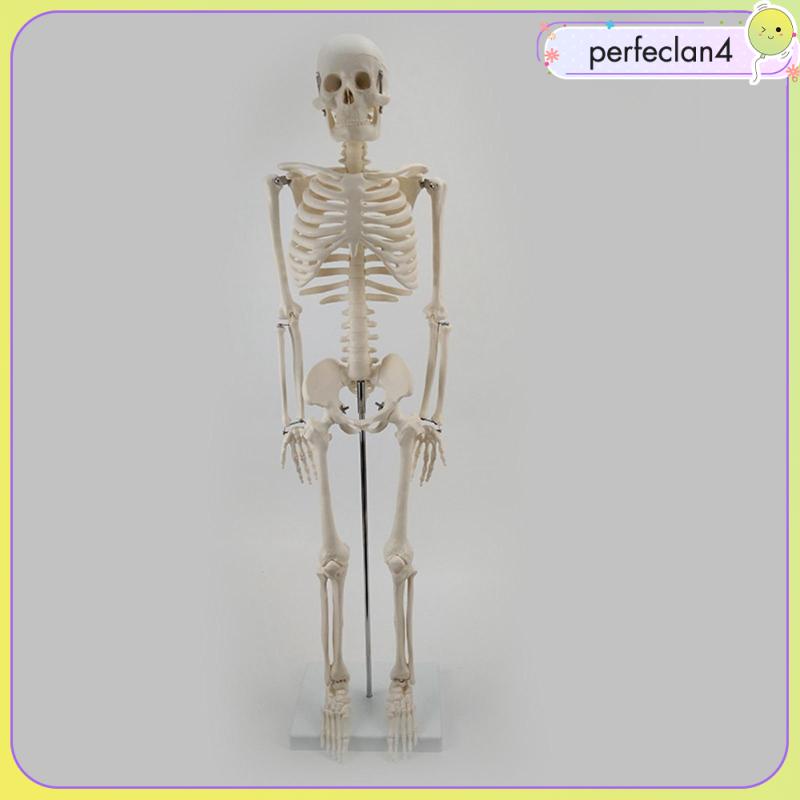 Mô Hình Xương Người Perfeclan4 Dùng Giảng Dạy Y Tế