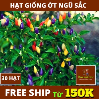 ( BOK GARDEN ) HẠT GIỐNG ỚT NGŨ SẮC 30 HẠT