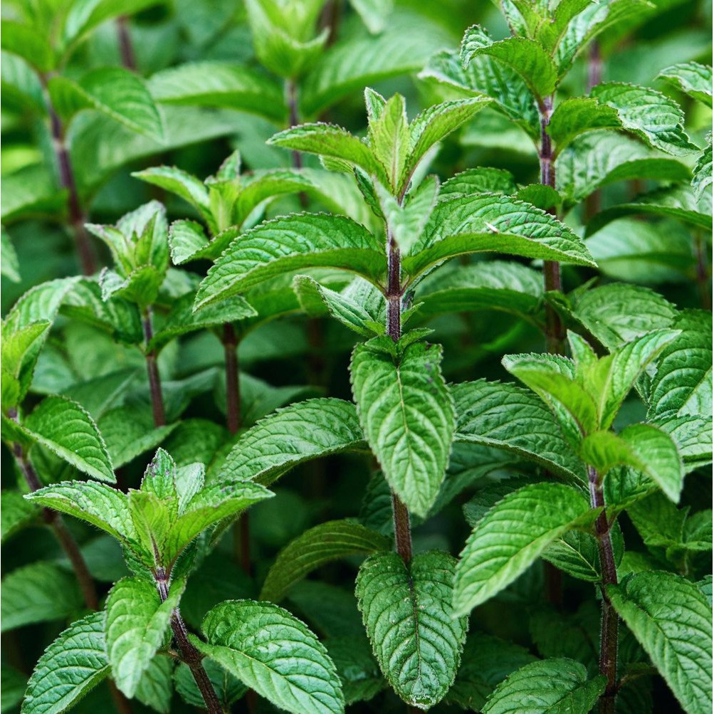 20 hạt bạc hà 🌱 dễ trồng ☘ mùi tươi 🌱 hương ổi