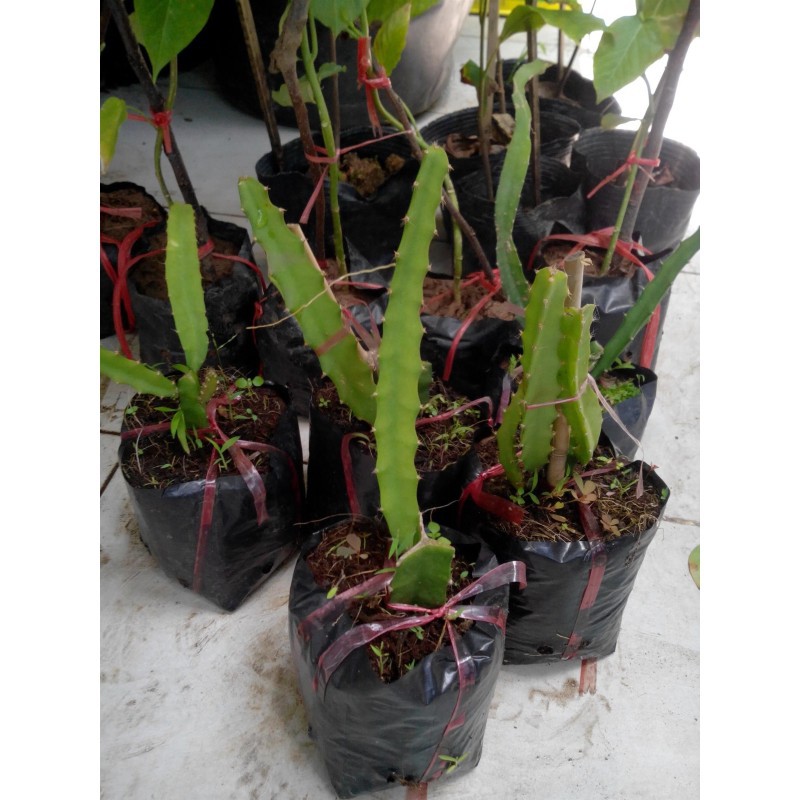 Sản phẩm Cây Thanh Long Tổ Yến Ecuador Vỏ Vàng Cực Ngọt  - Hàng chuẩn F1 + Tặng  phân hữu cơ cao cấp