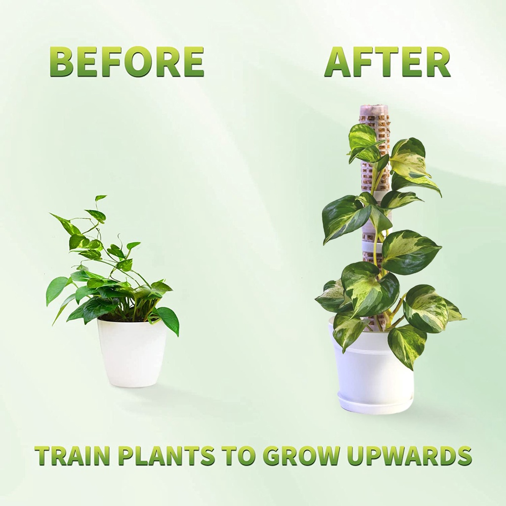 [Bán Chạy] Khung Hỗ Trợ Cây Dây Leo Bằng Nhựa Cho Cà Rốt / Monstera / Hi Forest
