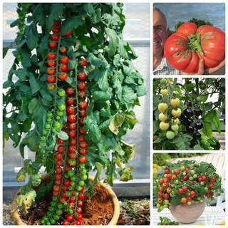 hạt giống cà chua chuỗi ngọc 30 hạt