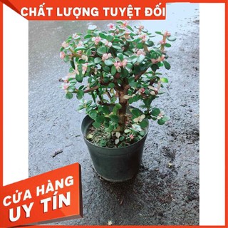 Đô La Thân Gỗ Nhiều Người Mua