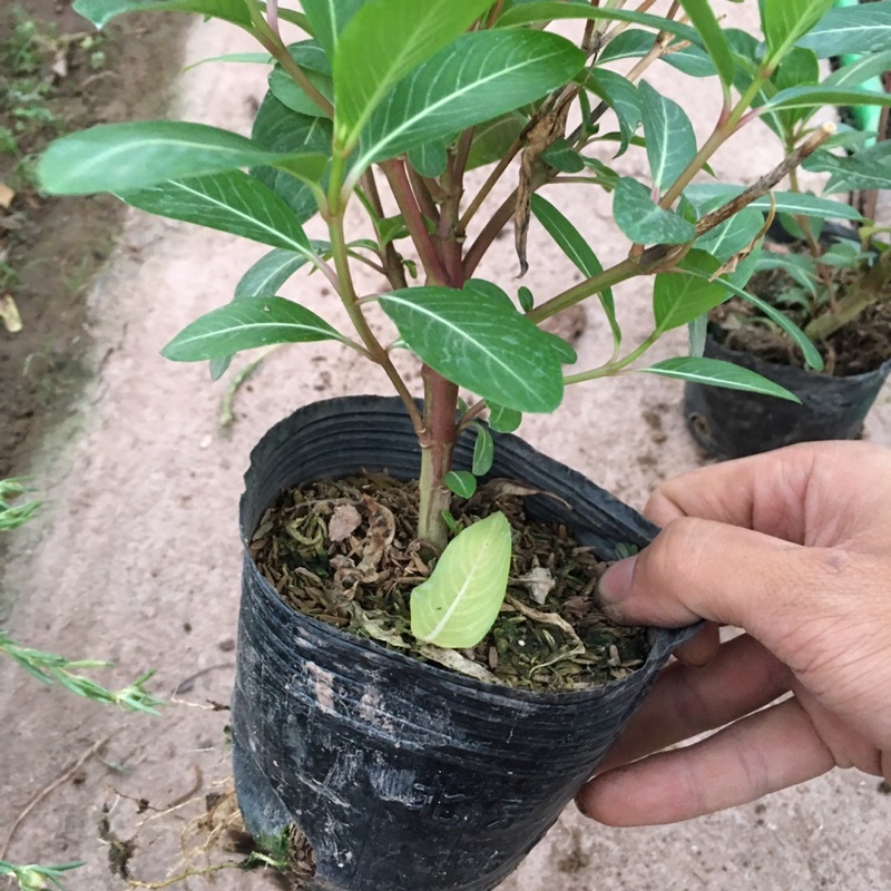 Cây Hoa Dừa Cạn Ta Hoa Quanh Năm