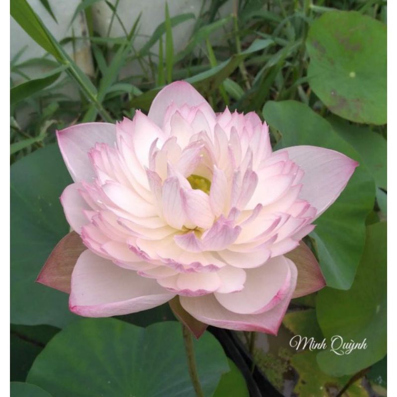 Củ sen Super lotus