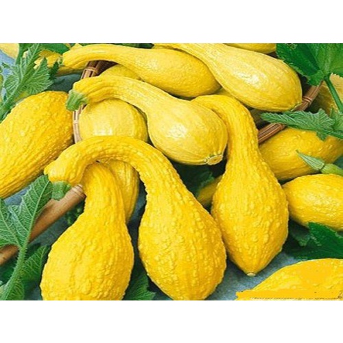 Hạt giống bí thiên nga - rau củ quả chịu nhiệt 4 mùa ngon nảy mầm cao 5 hạt RADO 335