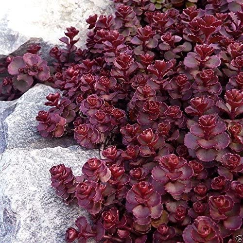 Hạt giống SEN ĐÁ ANH ĐÀO DRAGON LEO ĐÁ - ĐÃ KÍCH MẦM DỄ NẢY - TRỒNG THẢM SIÊU ĐẸP