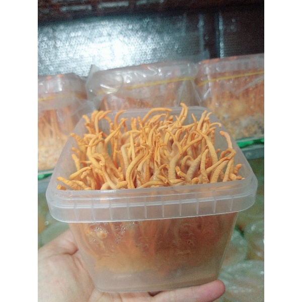 Nấm Đông trùng hạ thảo tươi TLD -Được nuôi trồng 100% hữu cơ tại Lâm Đồng_ Dược chất cao