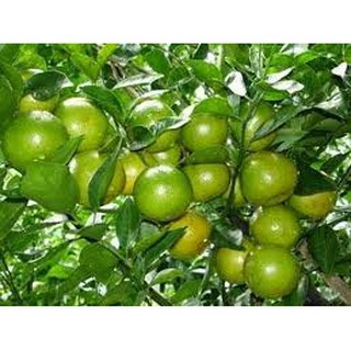 Cây giống CHANH KHÔNG HẠT - GIỐNG CHUẨN F1 SIÊU QUẢ