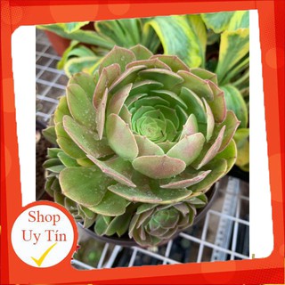 Sen đá Aeonium nâu🍏 |FREESHIP| 🔥 XỨ NÓNG, ĐÃ THUẦN KHÍ HẬU, KHOẺ ĐẸP 🍏 LỖI 1 ĐỔI 1