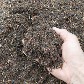 Đất Sạch Trồng Cây Giàu Dinh Dưỡng