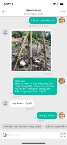CỦ HOA HỒNG TÚ CẦU - 1 Củ