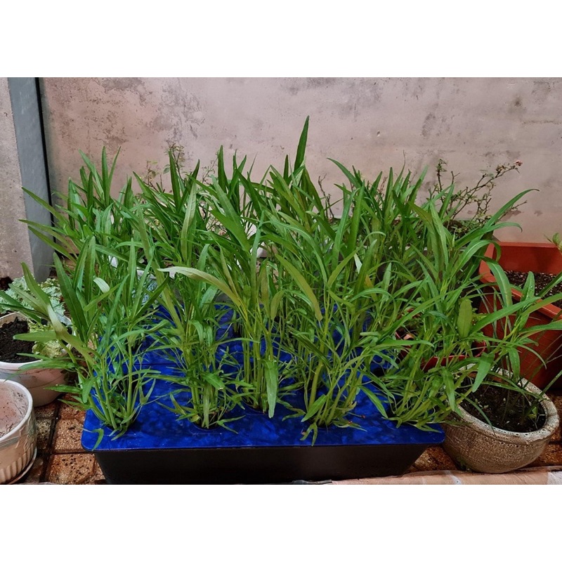 Bộ 5 Thùng thuỷ canh tĩnh trồng rau ăn lá