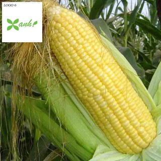Hạt giống Bắp ngọt, Bắp Mỹ