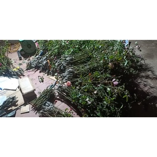 Cành triết hồng cổ Sapa