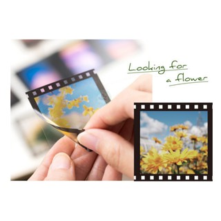 SET HÌNH DÁN CUỘN PHIM SCENERY