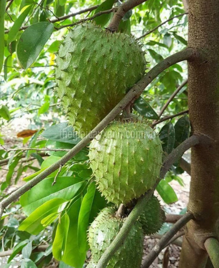 Cây MÃNG CẦU GAI (MÃNG CẦU XIÊM), siêu SAI QUẢ, giá trị dinh dưỡng cao, rât tốt cho sức khỏe