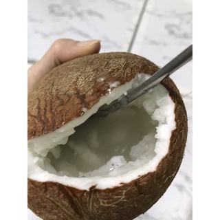 Dừa sáp Trà Vinh Loại 2 (trái 1kg-2kg)