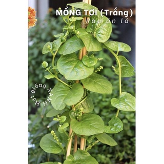 Hạt giống mồng tơi trắng lá to/mồng tơi lá trầu gói 15gr