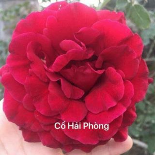 Cây hoa hồng cổ
