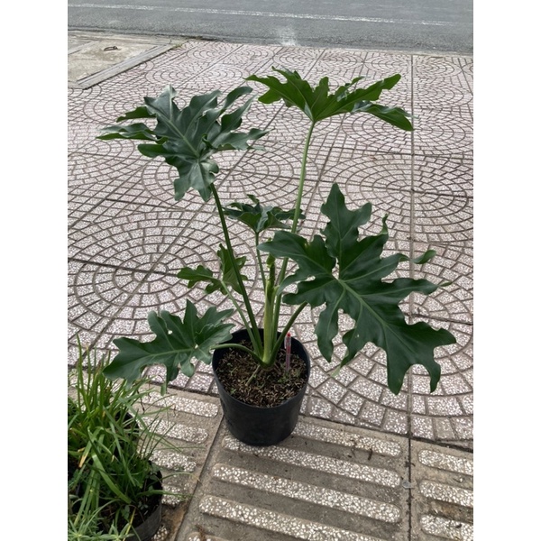 Trầu bà thanh xuân