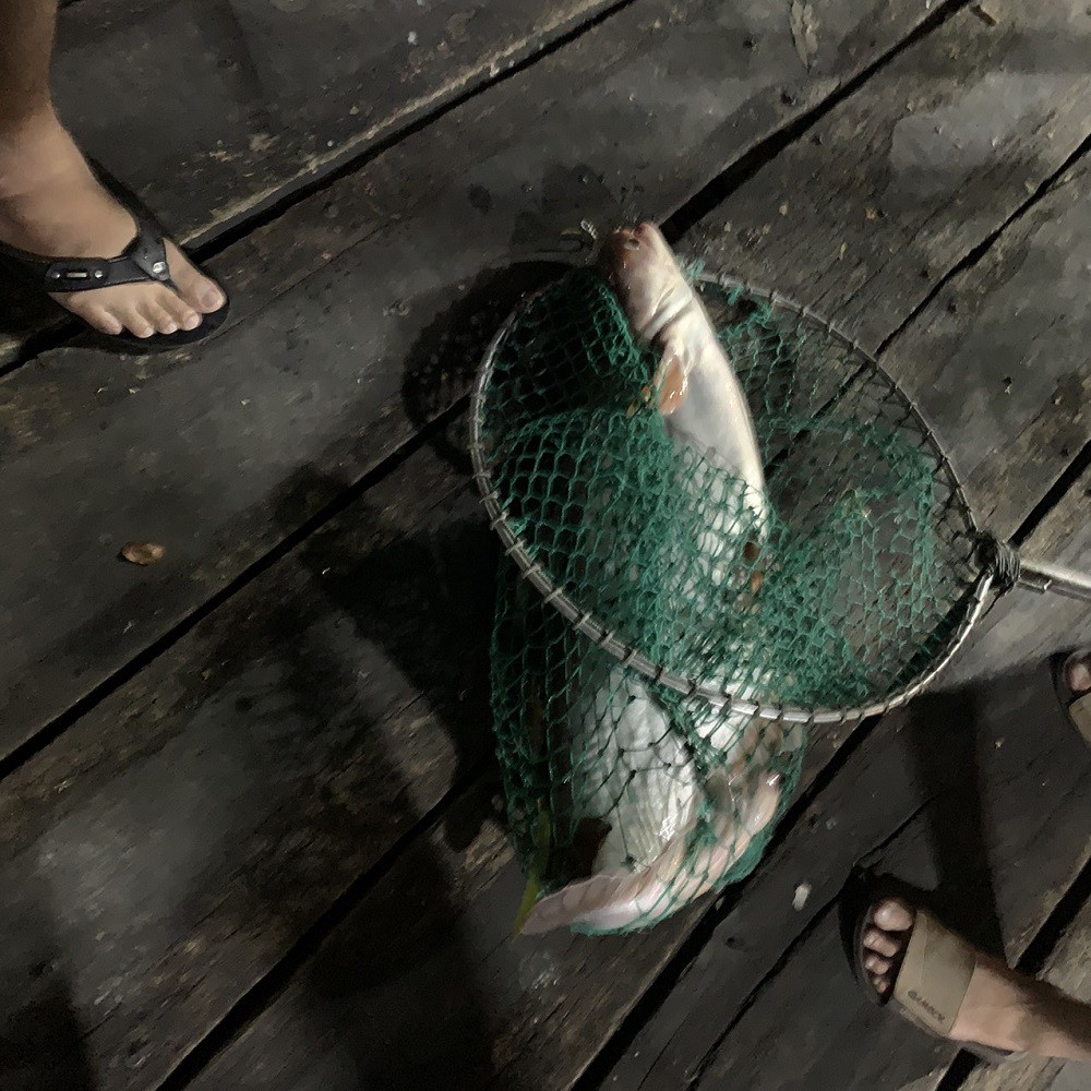 Tinh dầu câu cá tra thái lan Yuhoo, thuốc dụ cá tra hồ dịch vụ cực nhạy, tinh mùi câu cá da trơn cá lăng