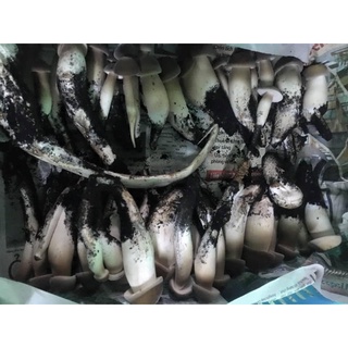 Meo Giống Nấm Mối Đen