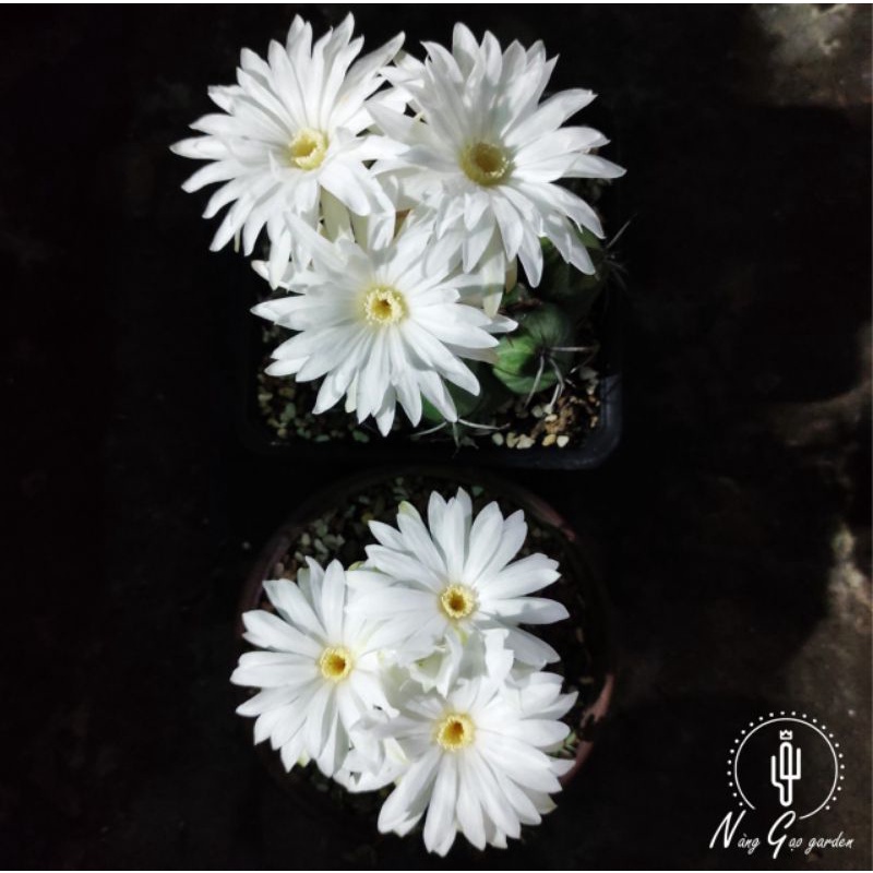 Xương rồng Disco - Hoa trắng thơm - Size cây >=4cm