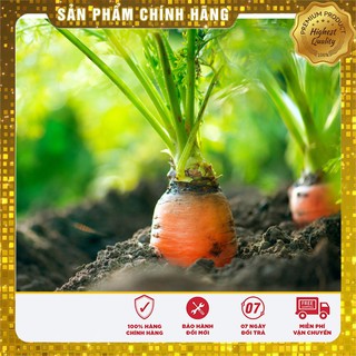 Bộ 05 gói hạt giống cà rốt TẶNG 1 cà rốt nhiều màu