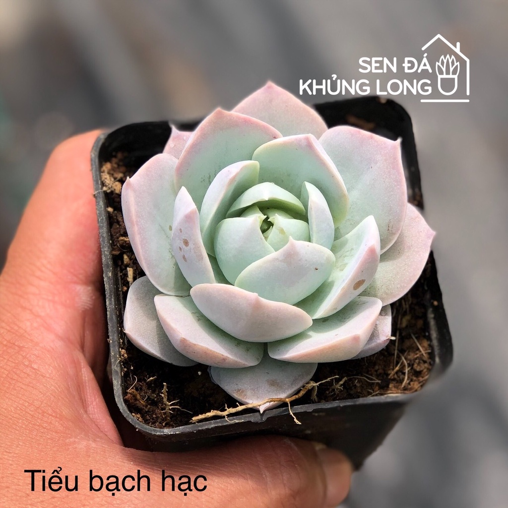 Sen Đá Tiểu Bạch Hạc - sedeveria blue lotus