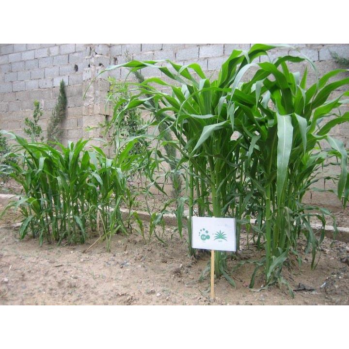 Chế Phẩm Vi Sinh EM Bokashi 1Kg - EM Bokashi Ủ Rác Nhà Bếp Kico