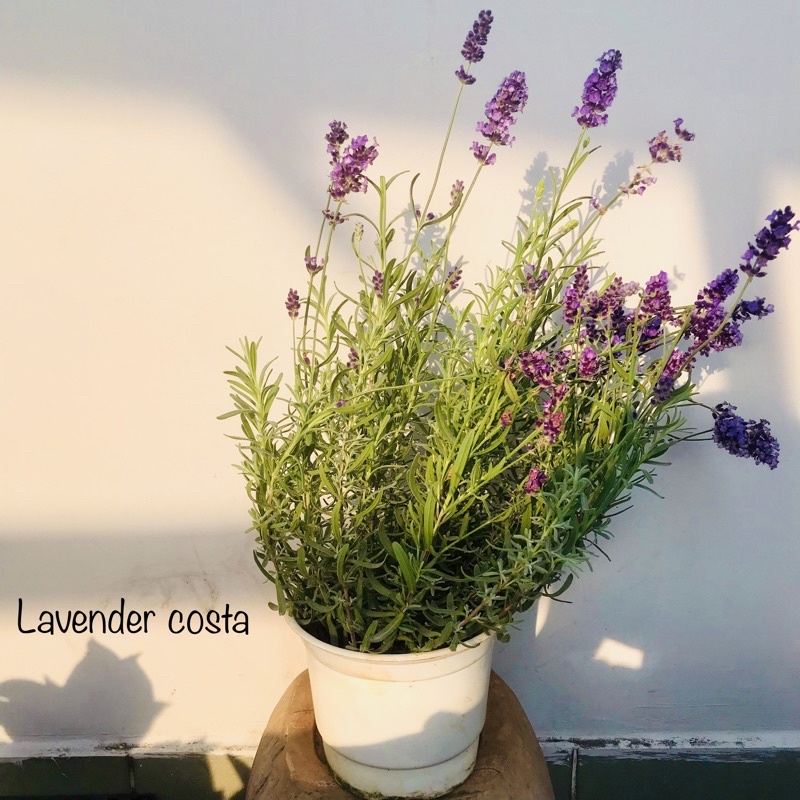 Lavender costa - cây hoa oải hương tím thơm tinh dầu oải hương và hướng dẫn cách chăm tại Jun Garden