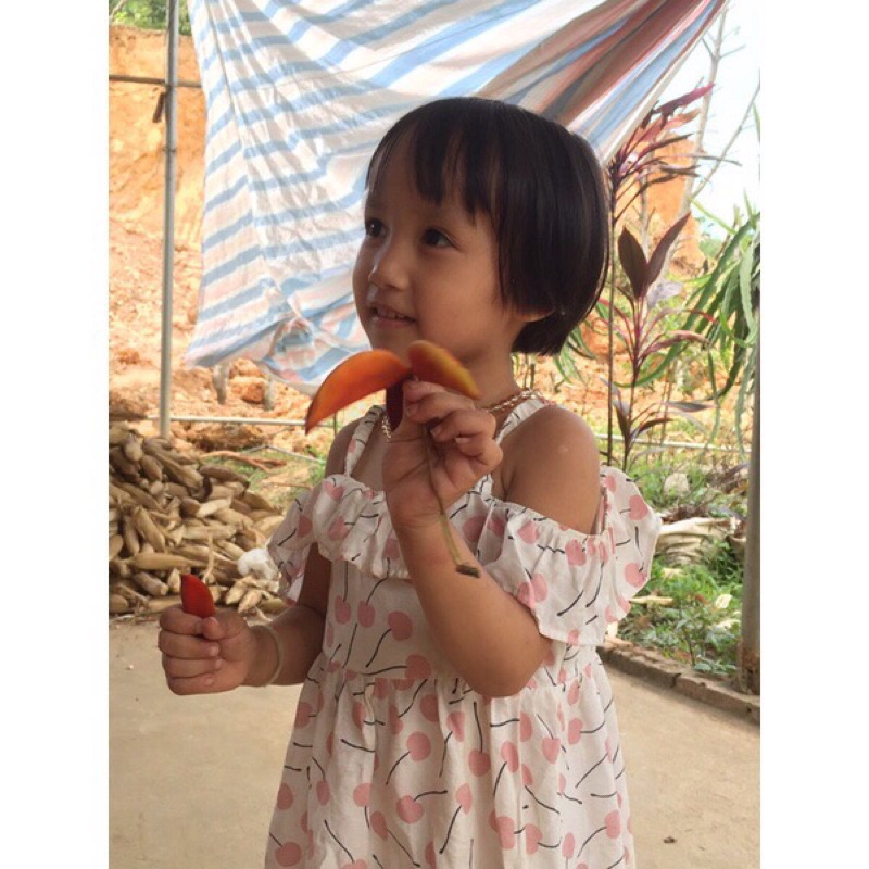 Cây sang giống/cây mề gà