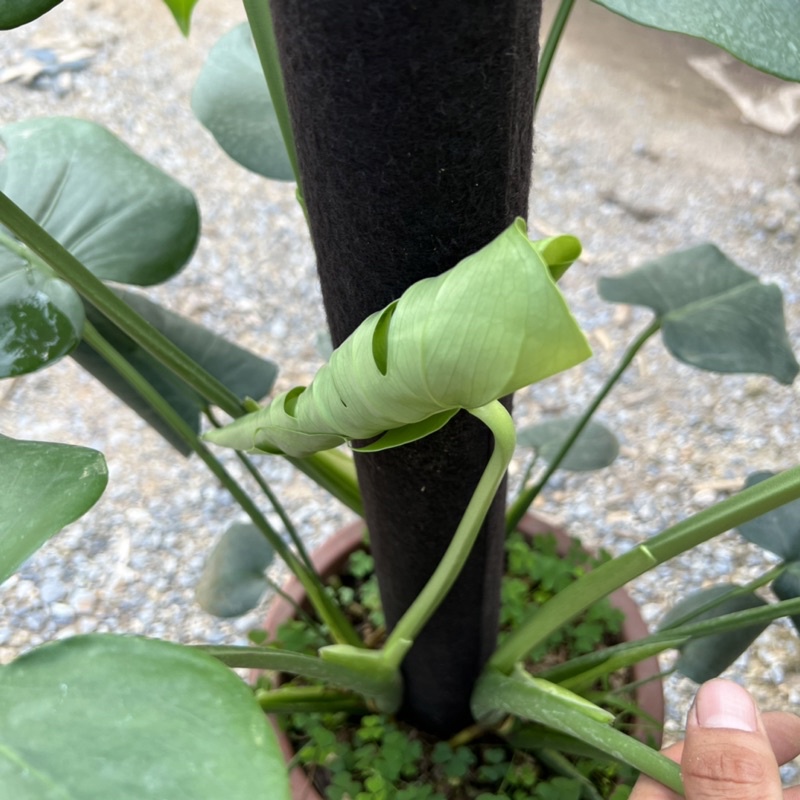 Cây trầu bà Monstera size trưởng thành leo cột bản lá to, cây cảnh phong thủy nội thất mang đến phú quý