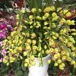 Củ hoa địa lan sato