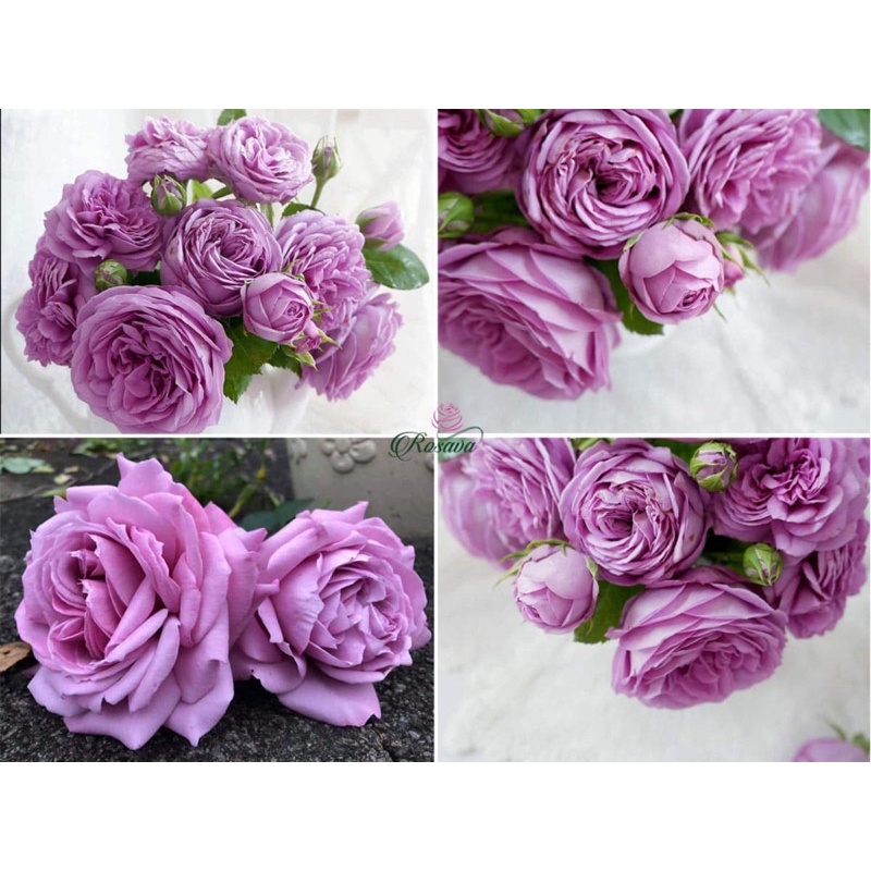 Hoa hồng Kinda blue Rose - hồng bụi, hoa to, màu tím