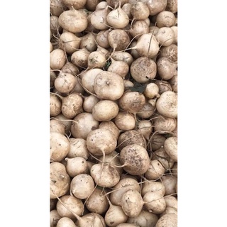 Hạt giống củ đậu (Củ sắn) Rạng Đông gói 5gr