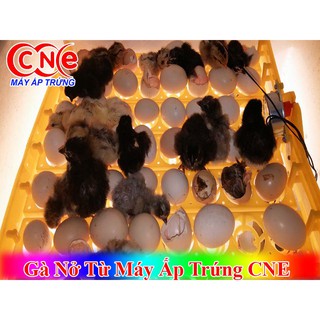  Bộ dk máy ấp cne v8