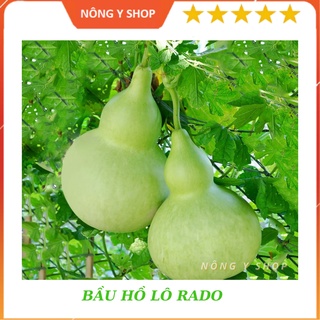 Hạt giống bầu hồ lô năng suất cao rạng đông - rado 312 - 1g