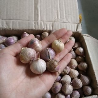 Tỏi cô đơn Hà Tĩnh