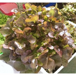 Hạt xà lách sồi đỏ Oakleaf - gói 2 gram