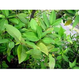 Cây sắn thuyền (FreeShip)