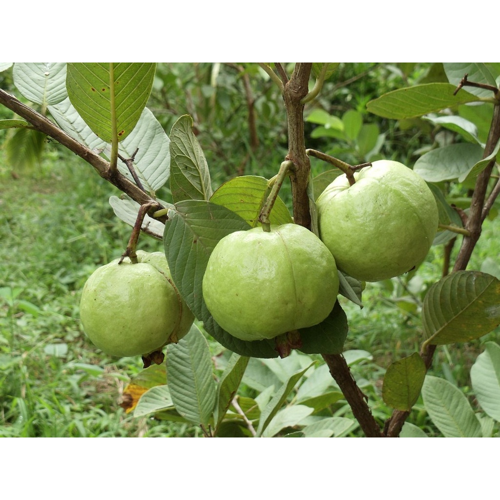 Cây Ổi Nữ Hoàng
