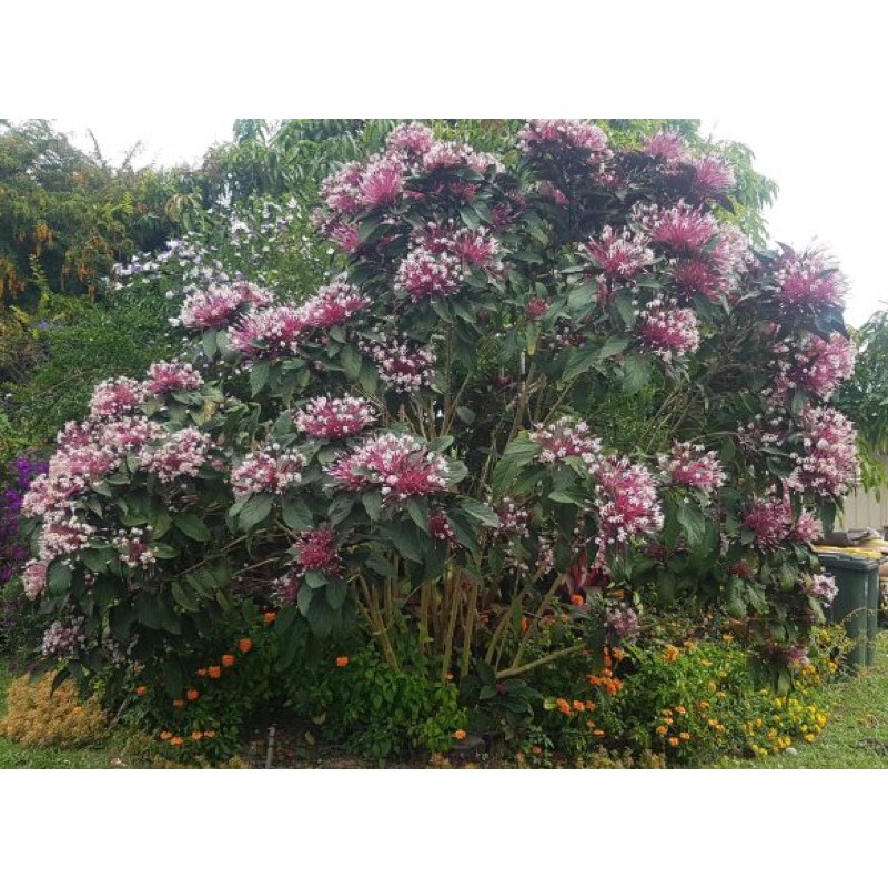 Cây Giống Pháo Hoa , Boiboi.Organic, Cây Trong Bầu Đất, Rễ Mạnh