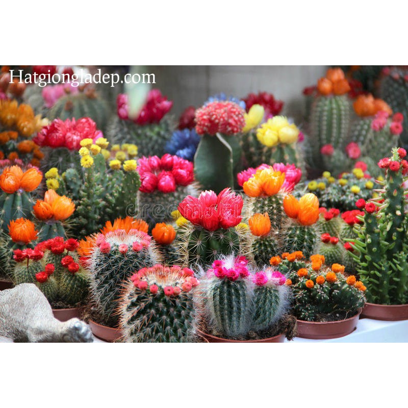 Hạt Giống Sương Rồng Mix Tặng Bộ Dụng Cụ Mini Trồng Cây Tặng Bộ Dụng Cụ Mini Trồng Cây