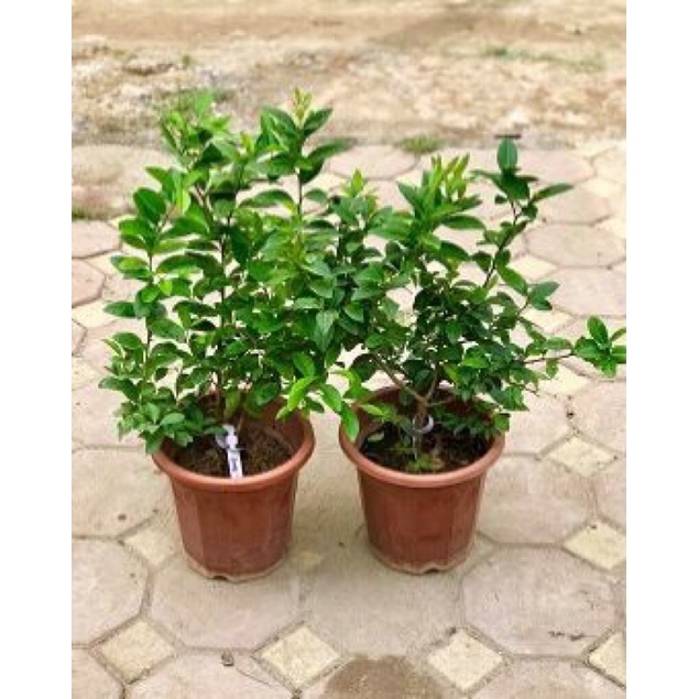 Cây giống chanh vàng Mỹ  siêu quả, quả to mọng nước