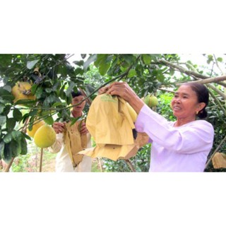 [FREESHIP_99K] TÚI BỌC BƯỞI KT 30x35 HÀNG SÀI GÒN LOẠI 1 SÉT 500 TÚI DÙNG 2 NĂM