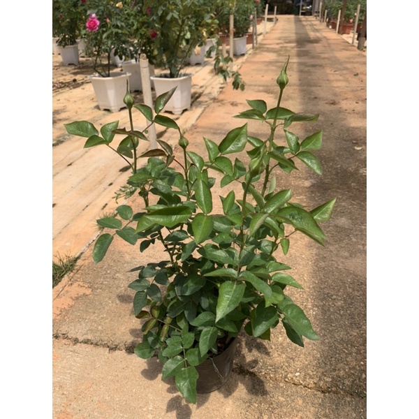 Cây hoa hồng bụi màu hồng nhạt Miranda, cây nguyên chậu cao 50-60cm. thienan22916