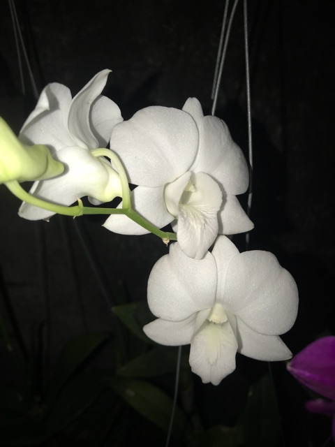 Hoa Lan Denro màu trắng hồng cây đang nụ