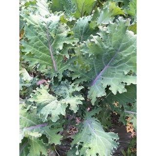 hạt giống cải kale đỏ mỹ 100h